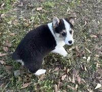 Pete, a male Pembroke Welsh Corgi for sale in Mobile, AL – Photo 7 of 10