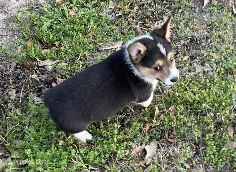 Pete – Pembroke Welsh Corgi puppy for sale in Mobile, AL