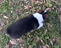 Pete, a male Pembroke Welsh Corgi for sale in Mobile, AL – Photo 6 of 10