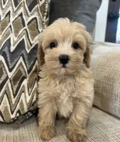 Lulu, a female Maltipoo for sale in Mobile, AL – 2 of 5