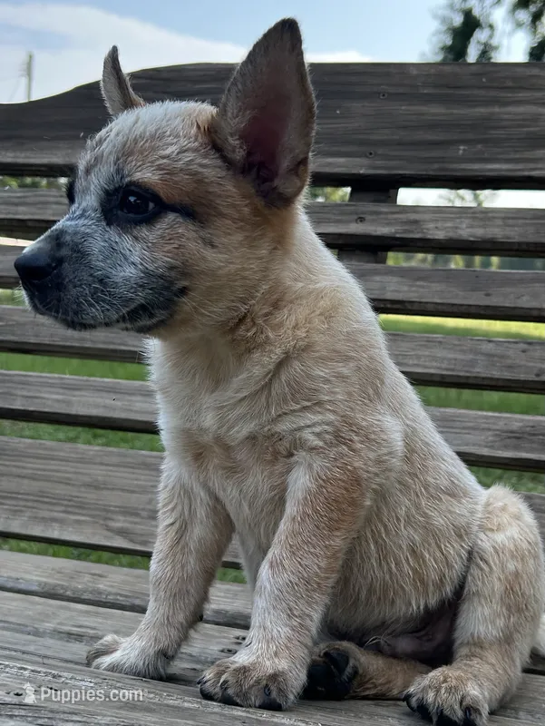 Hank – Australian Cattle Dog puppy for sale in Mobile, AL