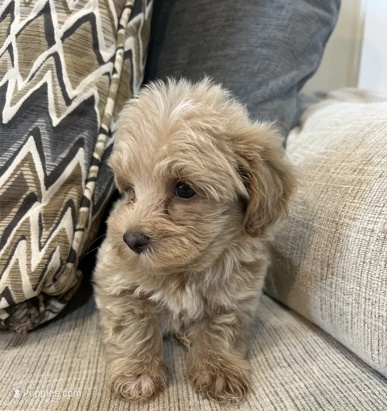 Marvie – Maltipoo puppy for sale in Mobile, AL