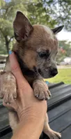 Hank, a male Australian Cattle Dog for sale in Mobile, AL – 4 of 5