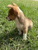 Jesse, a female Pembroke Welsh Corgi for sale in Mobile, AL – 5 of 10