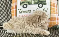 Milo, a male Maltipoo for sale in Mobile, AL – 7 of 7