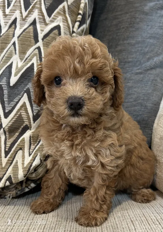 Milly – Poodle - Toy  puppy for sale in Mobile, AL