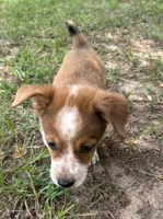 Buster, a male Pembroke Welsh Corgi for sale in Mobile, AL – 5 of 5