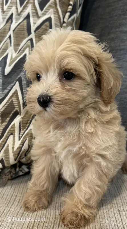 Lulu – Maltipoo puppy for sale in Mobile, AL
