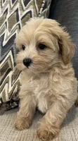 Lulu, a female Maltipoo for sale in Mobile, AL – 1 of 5