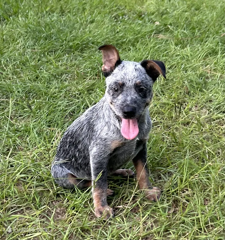 Ace – Australian Cattle Dog puppy for sale in Mobile, AL