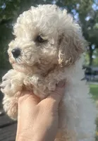 Coco, a male Poodle - Toy  for sale in Mobile, AL – 3 of 4