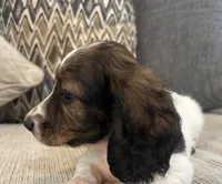 Molly, a female Miniature Dachshund for sale in Mobile, AL – 3 of 4
