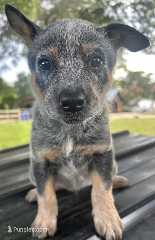 Josie – Australian Cattle Dog puppy for sale in Mobile, AL