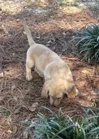 Sam, a male Dachshund for sale in Mobile, AL – Photo 4 of 9