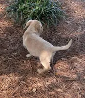 Sam, a male Dachshund for sale in Mobile, AL – Photo 9 of 9