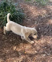 Sam, a male Dachshund for sale in Mobile, AL – Photo 6 of 9