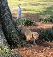 Sam, a male Dachshund for sale in Mobile, AL – Photo 2 of 9