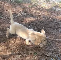 Sam, a male Dachshund for sale in Mobile, AL – Photo 5 of 9