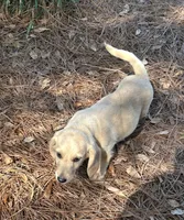 Sam, a male Dachshund for sale in Mobile, AL – Photo 7 of 9