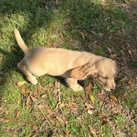 Sam, a male Dachshund for sale in Mobile, AL – Photo 3 of 9