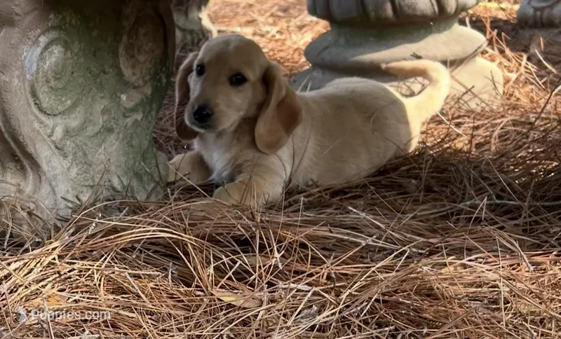 Sam – Dachshund puppy for sale in Mobile, AL