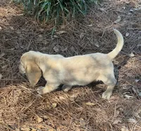 Sam, a male Dachshund for sale in Mobile, AL – Photo 8 of 9