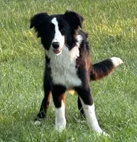 Charlie, a female Border Collie for sale in Mobile, AL – 2 of 4