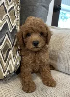 Milo, a male Poodle - Toy  for sale in Mobile, AL – 2 of 2