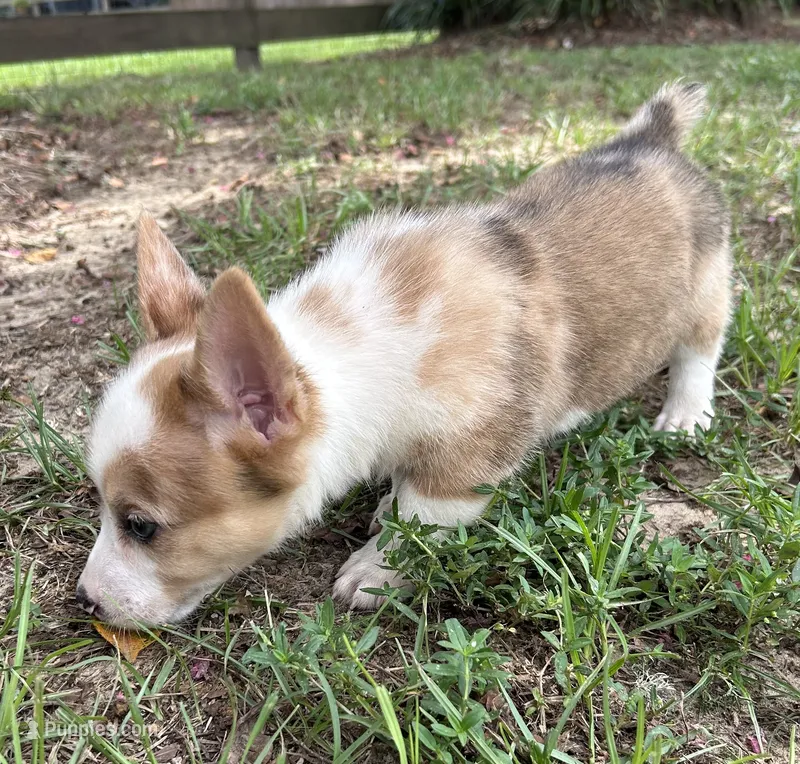 Randy – Pembroke Welsh Corgi puppy for sale in Mobile, AL