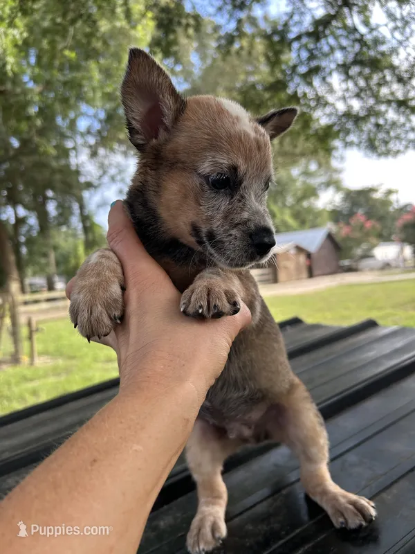 Hank – Australian Cattle Dog puppy for sale in Mobile, AL