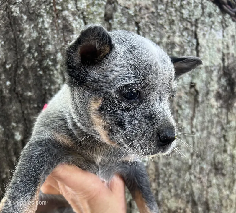 Ace – Australian Cattle Dog puppy for sale in Mobile, AL