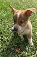 Jesse, a female Pembroke Welsh Corgi for sale in Mobile, AL – 7 of 10