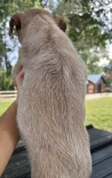 Ace, a male Australian Cattle Dog for sale in Mobile, AL – 2 of 2