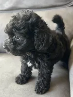 Max, a male Poodle - Toy  and Toy Australian Shepherd for sale in Mobile, AL – 5 of 7