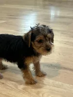 Scout, a male Yorkshire Terrier for sale in Mobile, AL – 4 of 7