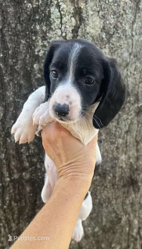 Josie – Miniature Dachshund puppy for sale in Mobile, AL