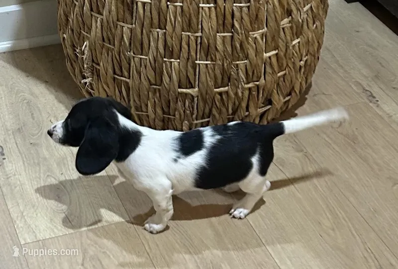 Josie – Miniature Dachshund puppy for sale in Mobile, AL