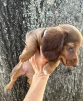 Ruby, a female Miniature Dachshund for sale in Mobile, AL – Photo 1 of 2