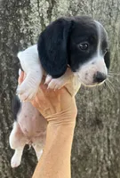 Josie, a female Miniature Dachshund for sale in Mobile, AL – Photo 2 of 3