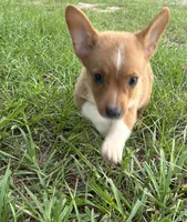 Frankie, a male Pembroke Welsh Corgi for sale in Mobile, AL – 4 of 6
