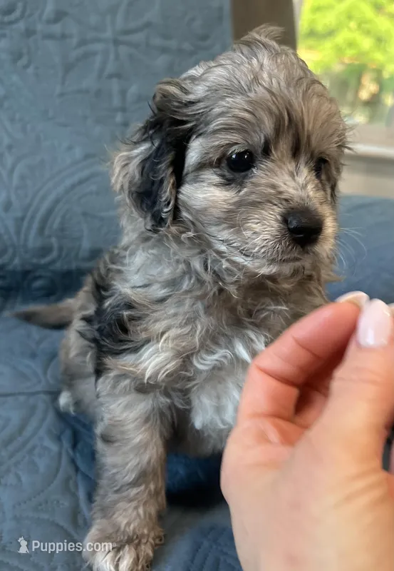 Daisy – Poodle - Toy , Toy Australian Shepherd puppy for sale in Mobile, AL