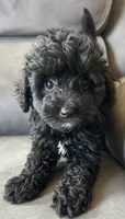 Max, a male Poodle - Toy  and Toy Australian Shepherd for sale in Mobile, AL – 2 of 7