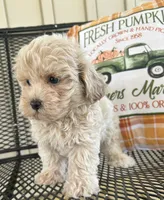 Milo, a male Maltipoo for sale in Mobile, AL – 2 of 7