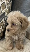 Marvie, a male Maltipoo for sale in Mobile, AL – 3 of 4