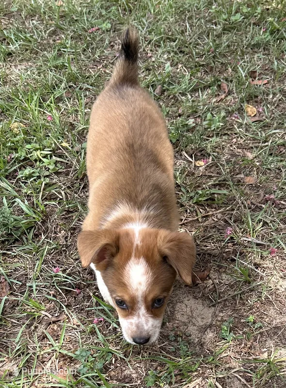 Buster – Pembroke Welsh Corgi puppy for sale in Mobile, AL