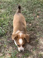 Buster, a male Pembroke Welsh Corgi for sale in Mobile, AL – 1 of 5