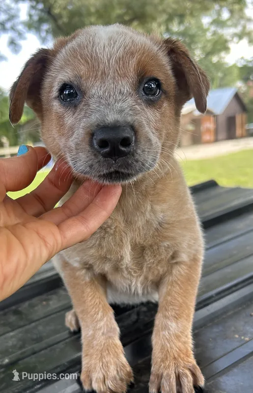 Ace – Australian Cattle Dog puppy for sale in Mobile, AL