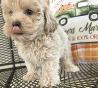 Milo, a male Maltipoo for sale in Mobile, AL – 5 of 7