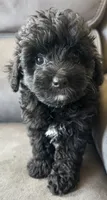 Max, a male Poodle - Toy  and Toy Australian Shepherd for sale in Mobile, AL – 7 of 7