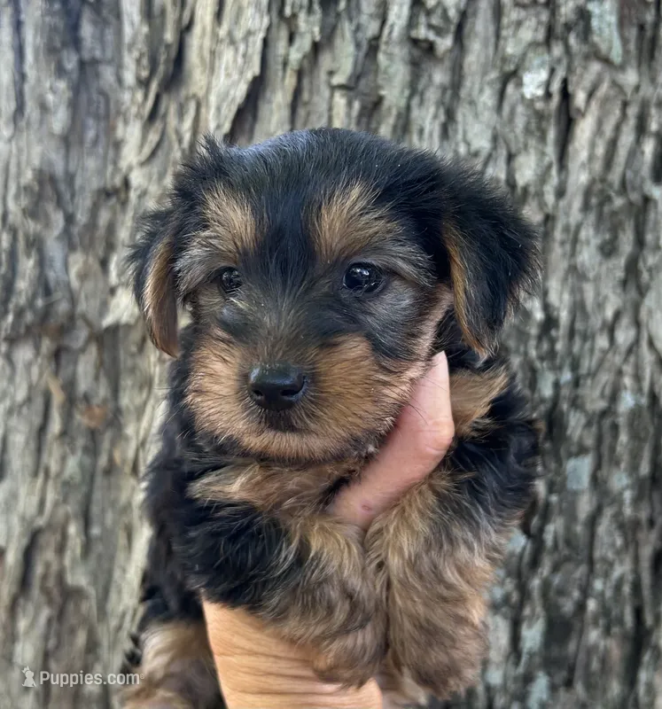 Daisy – Yorkshire Terrier puppy for sale in Mobile, AL